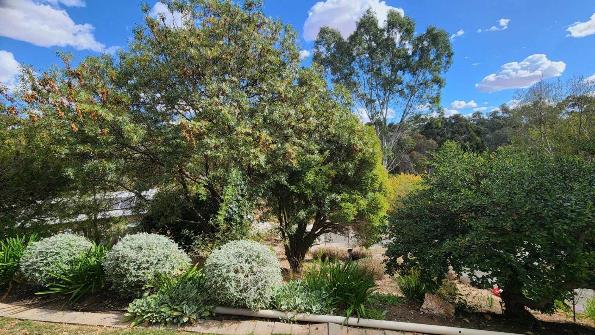 Riesling Trail & Clare Valley Cottages Room photo